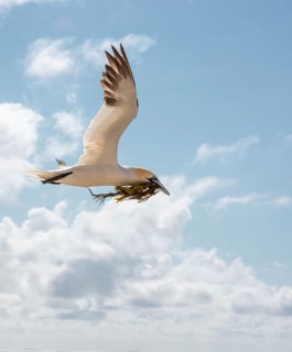 A northern gannet (Morus bassanus) (synonym: Sula bassana) flies to the nest with outstretched