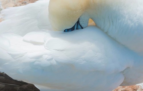 A gannet (Morus bassanus) (synonym: Sula bassana) relaxes and preens its plumage, beak sunk into