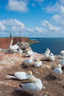 Group of gannets (Morus bassanus) (synonym: Sula bassana) on sandstone cliffs, clear blue sky,