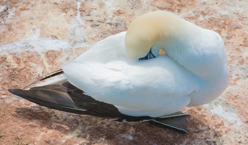 A gannet (Morus bassanus) (synonym: Sula bassana) relaxes and preens its plumage, beak sunk into