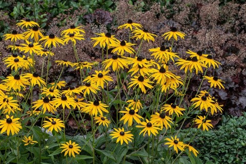 Flower bed with coneflower (Rudbeckia sullivantii), Emsland, Lower Saxony, Germany
