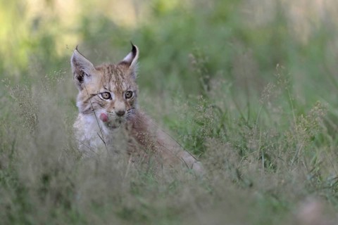Licking tongue... Eurasian lynx (Lynx lynx), young lynx sitting in high grass, licking with tongue,