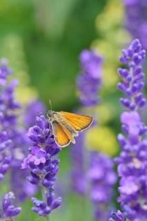 Large skipper (Ochlodes venatus), collecting nectar from a flower of Common lavender (Lavandula