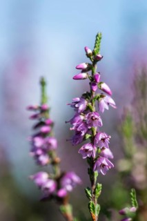 Heather (Calluna vulgaris), Emsland, Lower Saxony, Germany