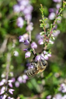 Honey bee (Apis mellifera) on heather (Calluna vulgaris), Emsland, Lower Saxony, Germany