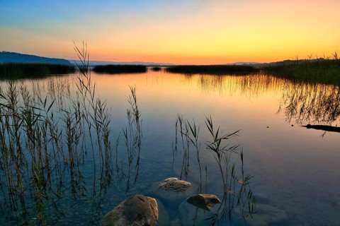 Reed belt on Lake Murten at dawn, Canton of Fribourg, Switzerland