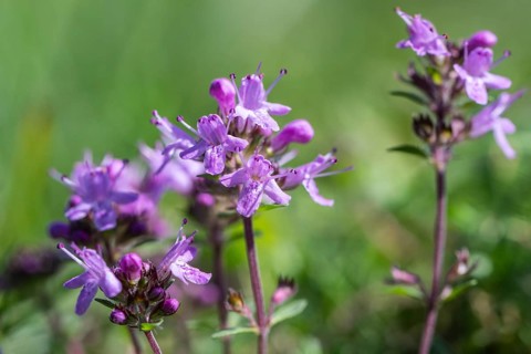 Sand thyme (Thymus serpyllum), Emsland, Lower Saxony, Germany
