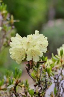 Rhododendron flowers (Rhododendron Homer), yellow flowers in a garden, Wilnsdorf, North