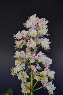 Horse chestnut (Aesculus hippocastanum), flower, inflorescence against a black background,