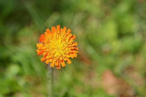 Orange hawkweed, orange-red hawkweed (Hieracium aurantiacum), flower on a rough meadow, Wilnsdorf,