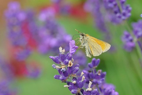Large skipper (Ochlodes venatus), collecting nectar from a flower of Common lavender (Lavandula