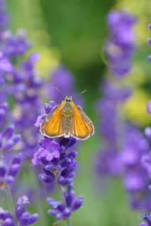 Large skipper (Ochlodes venatus), collecting nectar from a flower of Common lavender (Lavandula