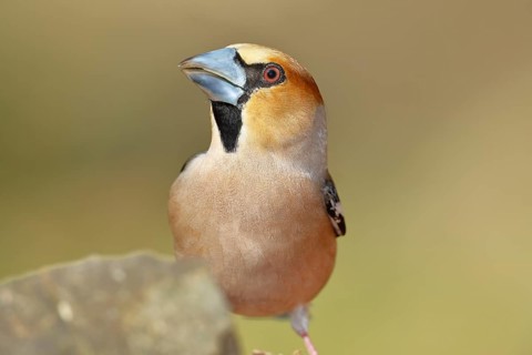 Hawfinch (Coccothraustes coccothrautes), on the ground in the forest, Wilnsdorf, North