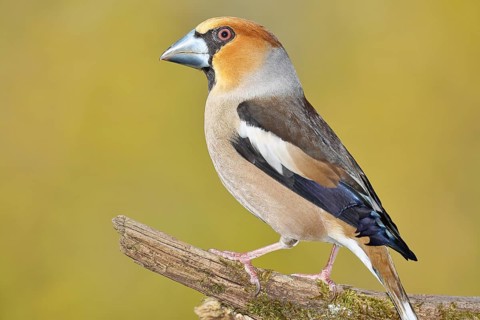 Hawfinch (Coccothraustes coccothrautes), on a branch in the forest, Wilnsdorf, North