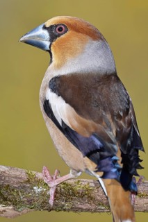 Hawfinch (Coccothraustes coccothrautes), on a branch in the forest, Wilnsdorf, North