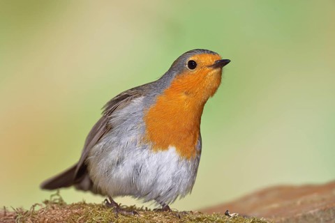 Robin (Erithacus rubecula) on mossy forest floor, looking attentively, animal portrait, Wilnsdorf,