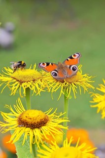 Peacock butterfly (Aglais io), together with a Bombus magnus (Bombus terrestris), on a yellow