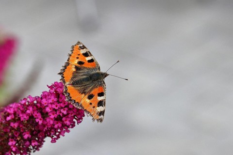 Small tortoiseshell (Aglais urticae), on butterfly bush (Buddleja davidii), Wilnsdorf, North
