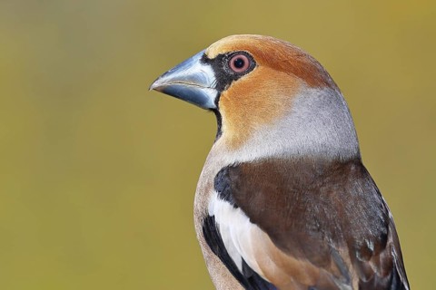 Hawfinch (Coccothraustes coccothrautes), on a branch in the forest, animal portrait, Wilnsdorf,