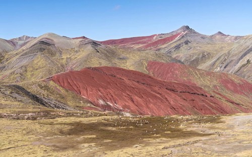 Grazing alpacas (Vicugna pacos), with colourful mountains in the background, Checacupe district,