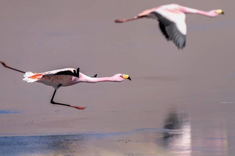 James flamingo (Phoenicoparrus jamesi), starts on a frozen lake, Laguna Cañapa, lagoon route, San