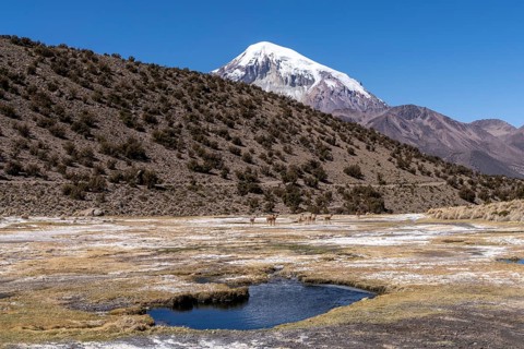 Vicuñas (Vicugna vicugna) behind a thermal spring, with hot water, in Sajama National Park,