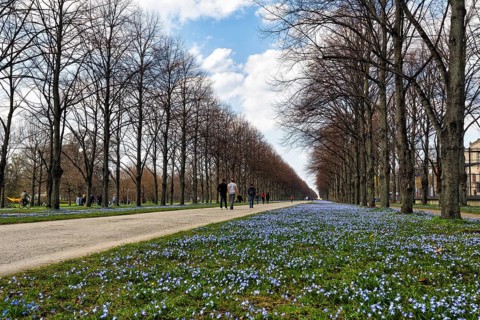 Blue stars, Scilla, walkers in the Herrenhäuser Allee, Georgengarten, Herrenhäuser Gärten,