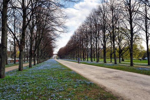 Scilla, cyclist in the Herrenhäuser Allee, Georgengarten, Herrenhäuser Gärten, landscape garden,