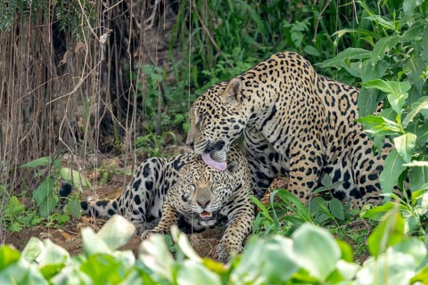 Jaguar (Panthera onca), licking the head of another jaguar, tongue, grooming, North Pantanal,