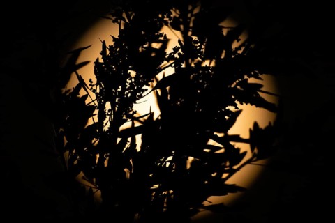 The silhouette of a plant stands out in the light of the full moon, Frankfurt am Main, Hesse,