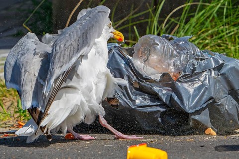 Bird nuisance by herring gull tearing up rubbish bag and feeding on trash, household refuse and