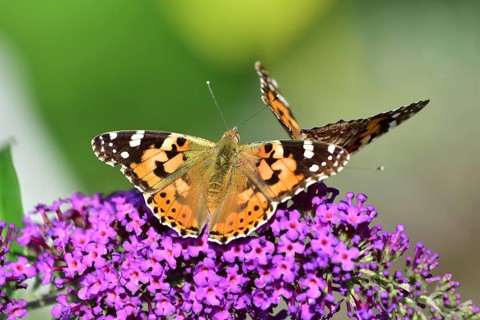 Thistle butterfly (Vanessa cardui) on a Buddleja flower, Bavaria, Germany