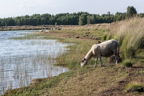Bentheimer Landschaf (Ovis gmelini), Emsland, Lower Saxony, Germany