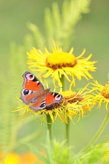 Peacock butterfly (Aglais io), on a yellow flower of a Great Telekie (Telekia speciosa), Wilnsdorf,