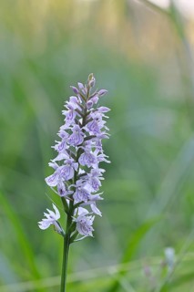 Moorland spotted orchid (Dactylorhiza maculata), inflorescence, close-up, Wilnsdorf, North