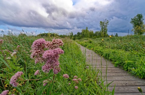 Purple-flowering water eupatorium (Eupatorium cannabinum), also known as Kunigkraut, on a footpath