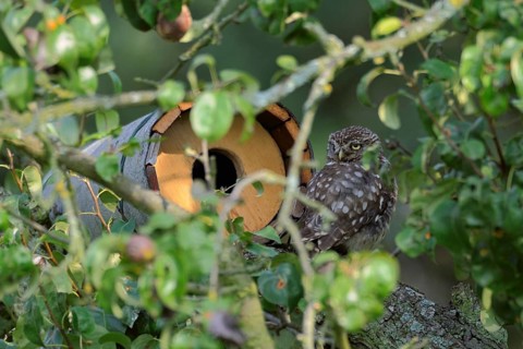 In front of the nesting tube... Little owl (Athene noctua) sits well hidden in front of a nesting
