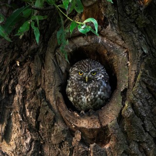 In its nesting cavity... Little owl (Athene noctua) nests in an old pollarded willow, sits in the