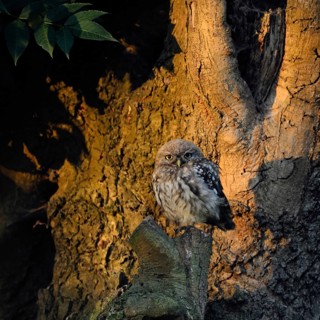 In the first light... Little owl (Athene noctua), still relatively young owl sits at sunrise near