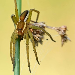 Just hang out... Raft spider (Dolomedes fimbriatus), native spider, spider species sits in front of