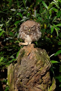 Here I am the boss... Little owl (Athene noctua), owl clenches its fist and bangs on the table,