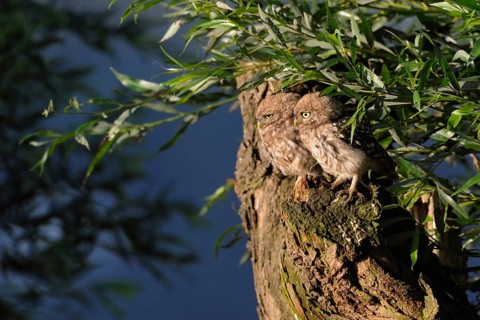 Siblings... Little owls (Athene noctua), young birds, branchlings exploring in the early morning
