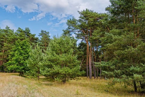 Field path and landscape in the Müritz National Park near Babke. Mirow, Mecklenburg-Western