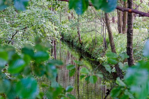 The Havel under bushes and trees in the Müritz National Park near Babke. Mirow, Mecklenburg-Western