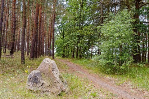 Cycling and hiking trail through the Müritz National Park near Babke. Mirow, Mecklenburg-Western