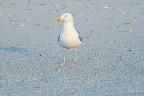 A herring gull (Larus argentatus) with a massive, strong beak stands alone on a sandy beach,