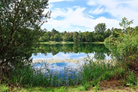 Scenic view of Waldsee forest lake in Viernheim, Germany on a sunny day surrounded by nature