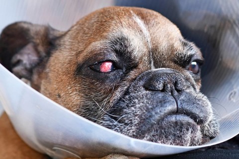 Face of French Bulldog dog with surgical implanted conjunctival flap covering eye used as treatment
