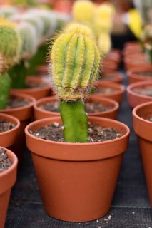 Bright green grafted cactus. Two different species of cacti combined together to form a single