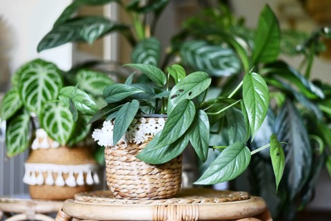 Tropical 'Epipremnum Pinnatum Cebu Blue' houseplant with silver-blue leaves with other houseplant